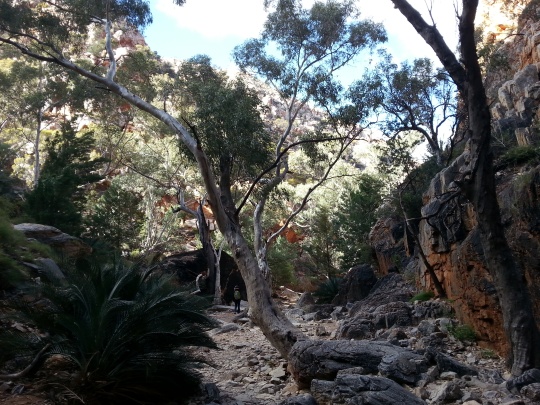 Another Australian bush scene which captured my fancy.