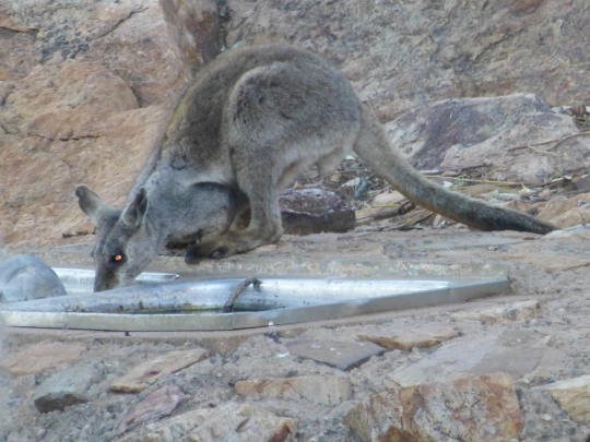 We arrived back to the caravan park in time to see the rock wallabies being fed. 