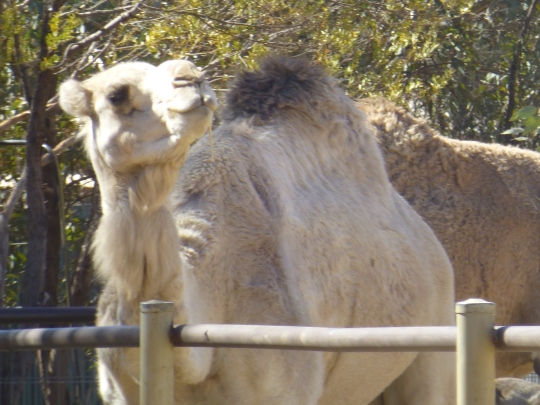 One of the camels at Kings Creek Station not destined for pie! Entertained the German children and parents we met here and became friendly with. They have invited us to visit them in Germany and take 'tea' with them. 